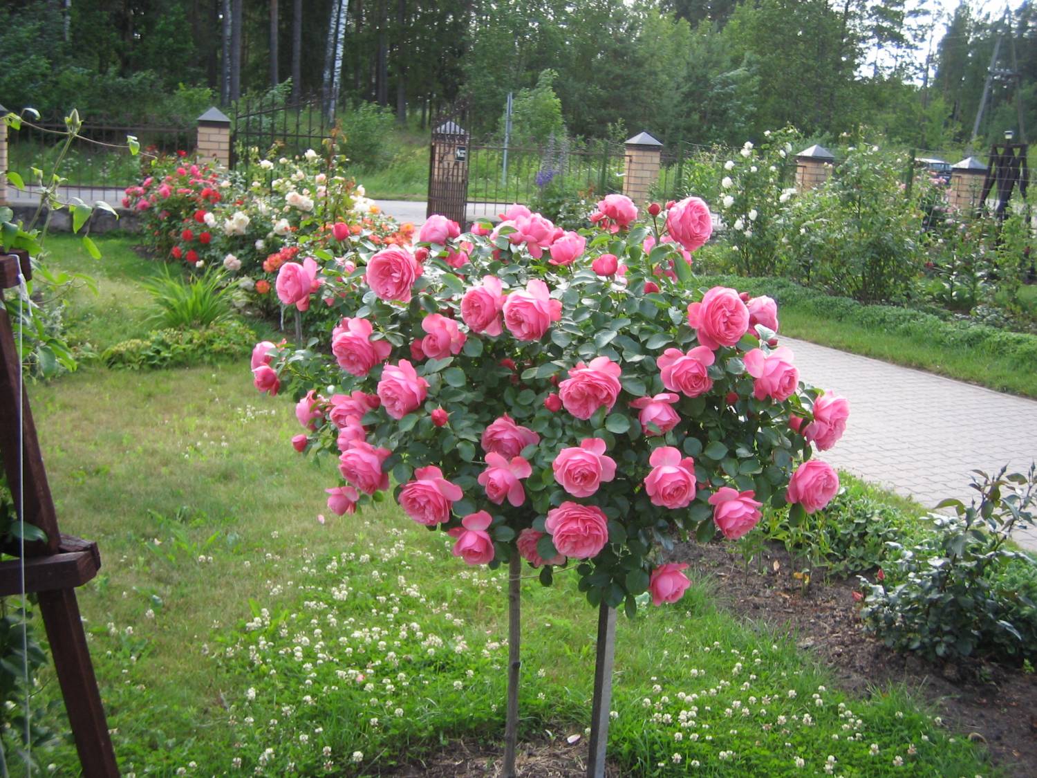 роза юбилей санкт петербурга на штамбе