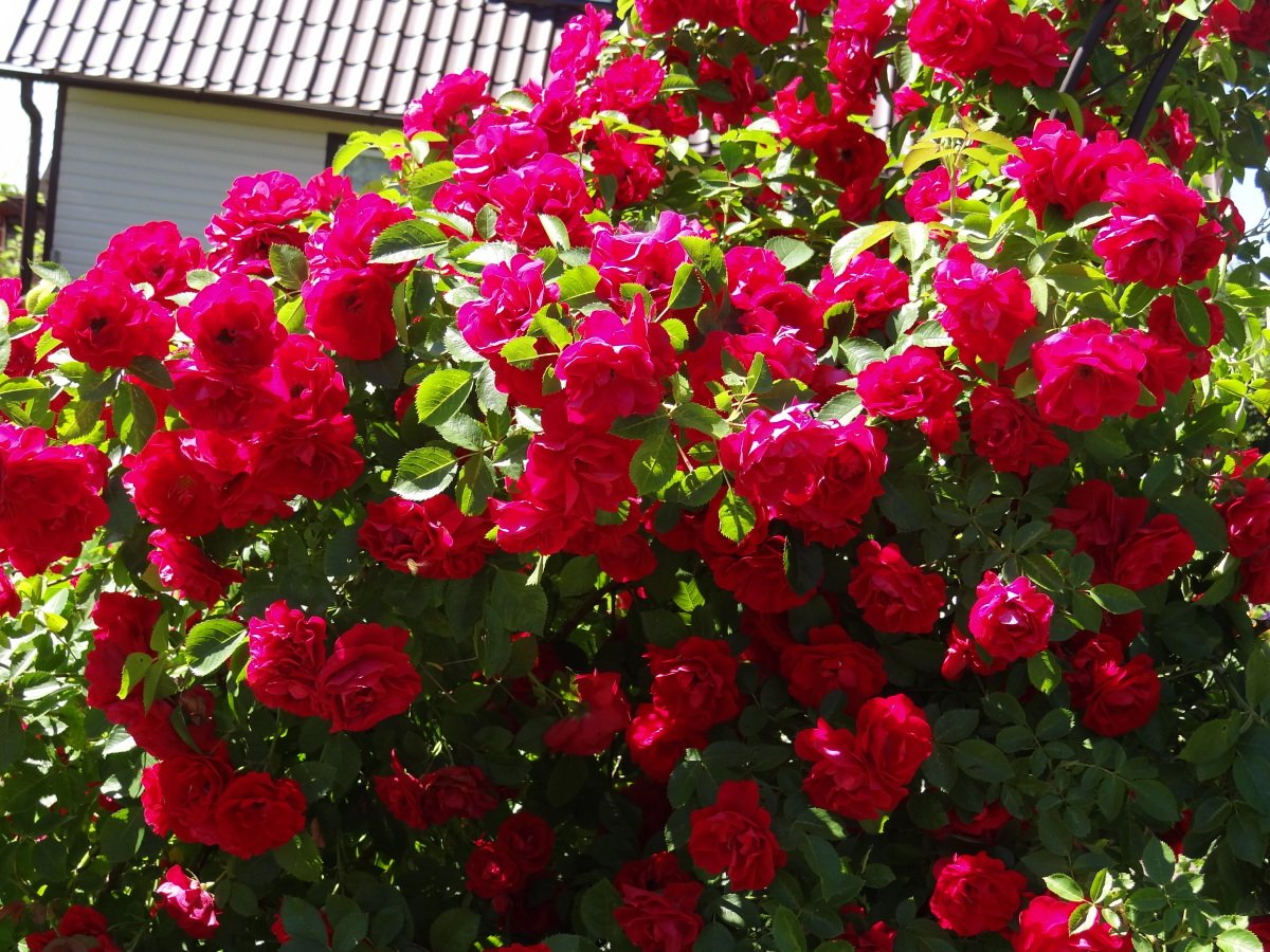 Плетистые розы Фламентанц (Flammentanz)