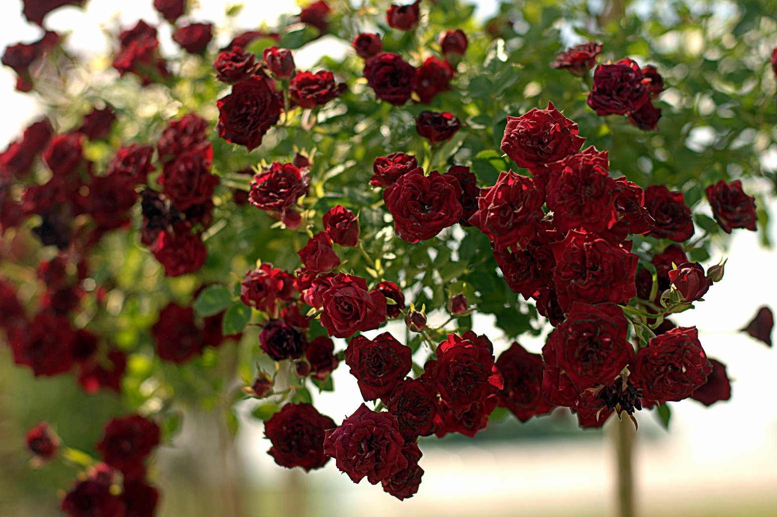 Розы похожие на Red Cascade