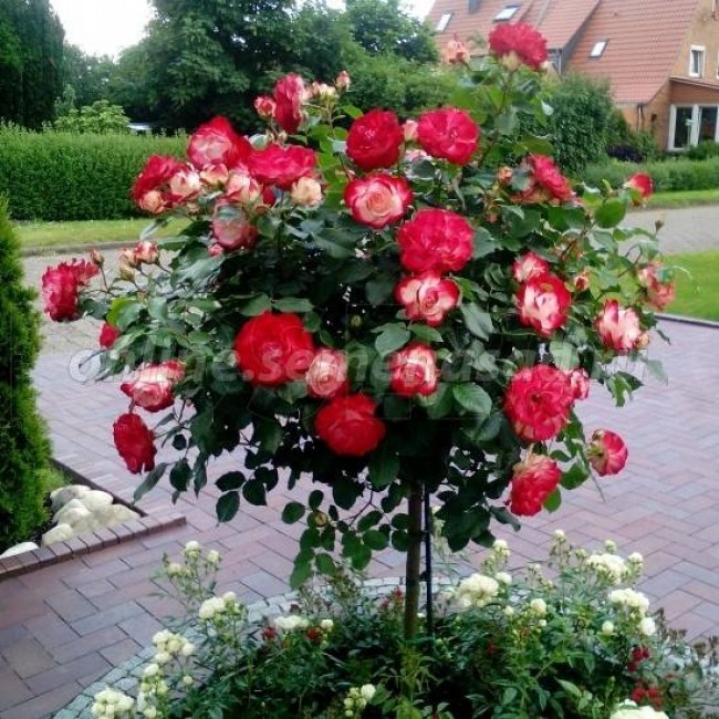 Штамбовые Розы на Осень 2024г Высота Штамба 80 см-100 см