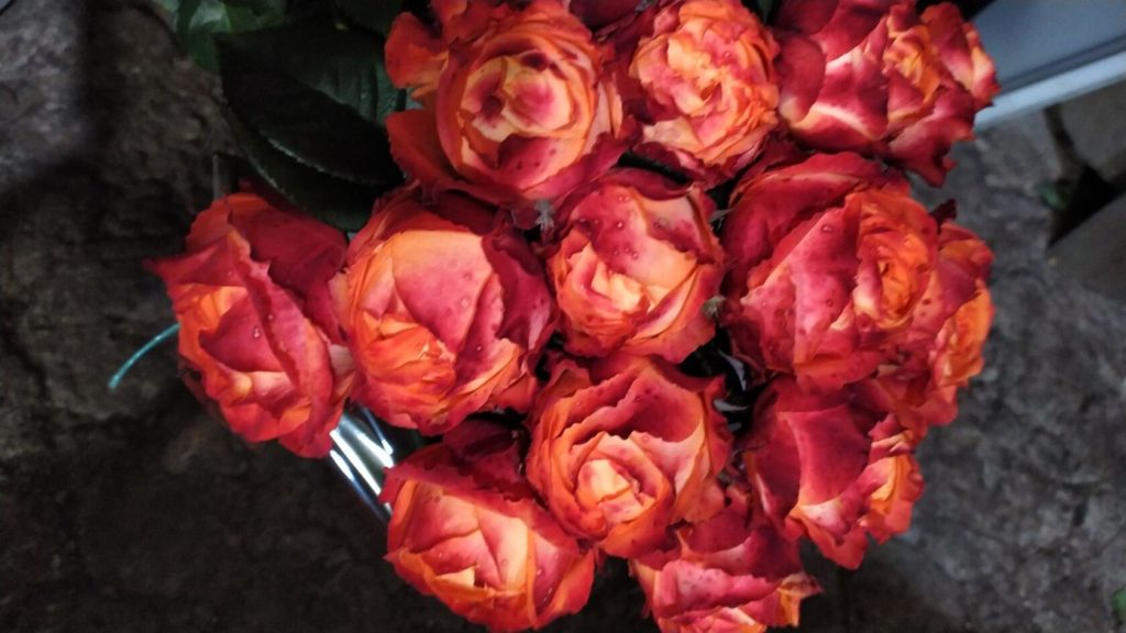 Роза оранж романтика фото и описание